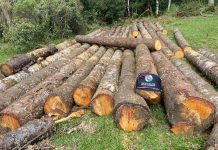 Polícia Militar Ambiental apreende 170 toras de pinheiro