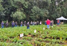 Unidade demonstrativa de batata-salsa da Epagri Curitibanos avalia primeiros resultados