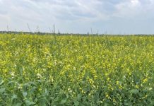 Copercampos faz experimentos com a cultura da carinata para produção de biocombustíveis