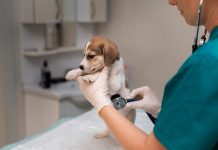Diretor da UFSC Curitibanos fala sobre audiência pública visando implantação do Hospital Veterinário